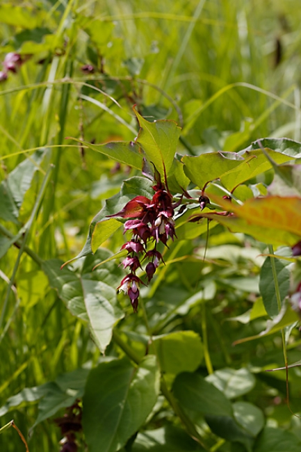 Jardin des Impressionnistes-107